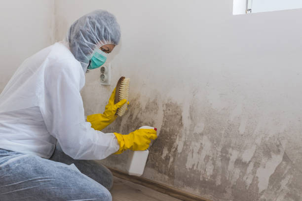 Professional Mold Removal in Franklin, KY