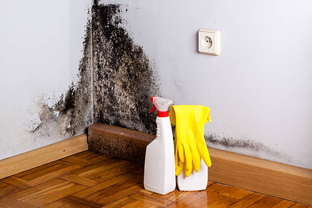 Mold Removal and Inspection in Franklin, KY